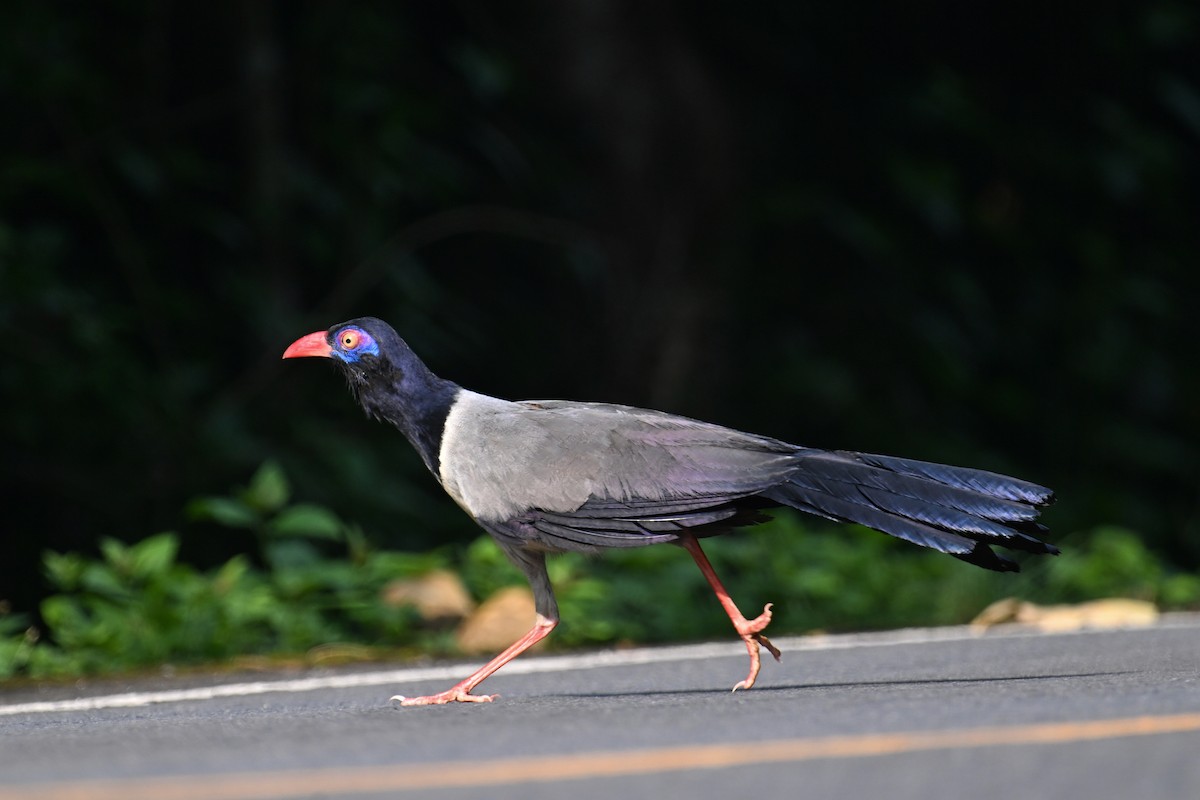 Coral-billed Ground-Cuckoo - ML634787797