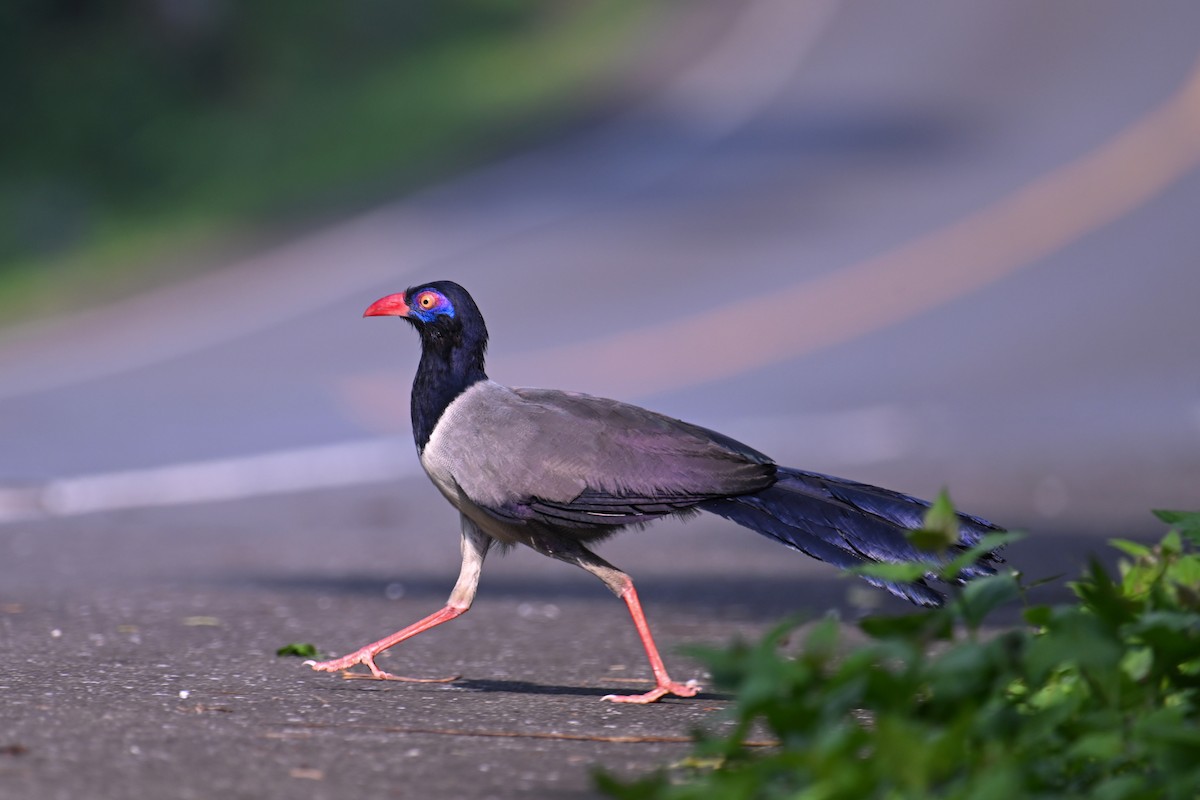 Coral-billed Ground-Cuckoo - ML634787798