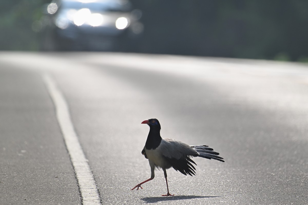 Coral-billed Ground-Cuckoo - ML634787799