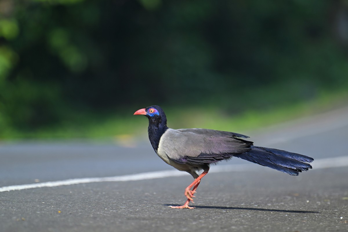 Coral-billed Ground-Cuckoo - ML634787800