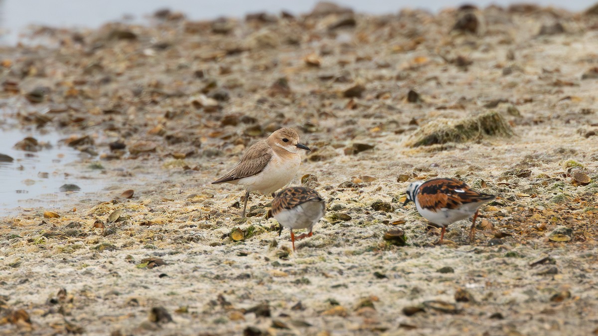 kulík větší - ML634787816