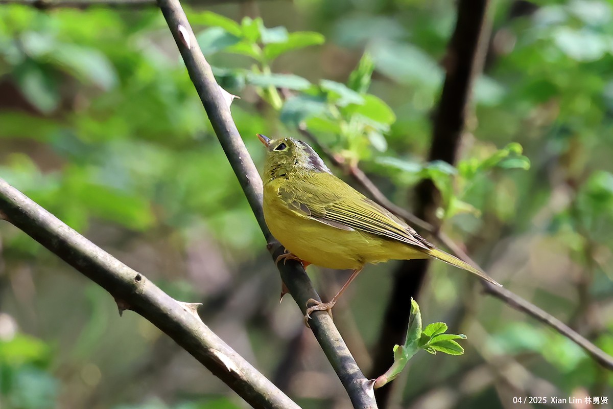 Martens's Warbler - ML634787820
