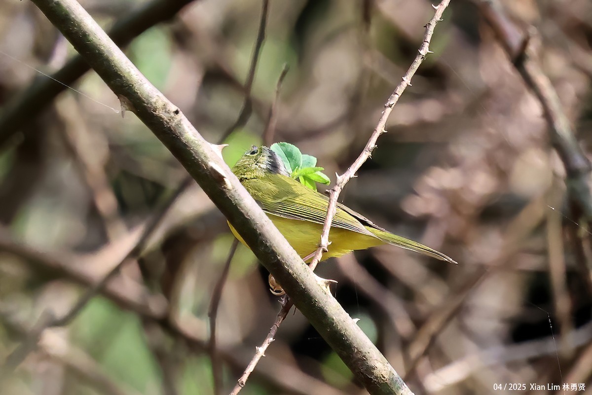 Martens's Warbler - ML634787821