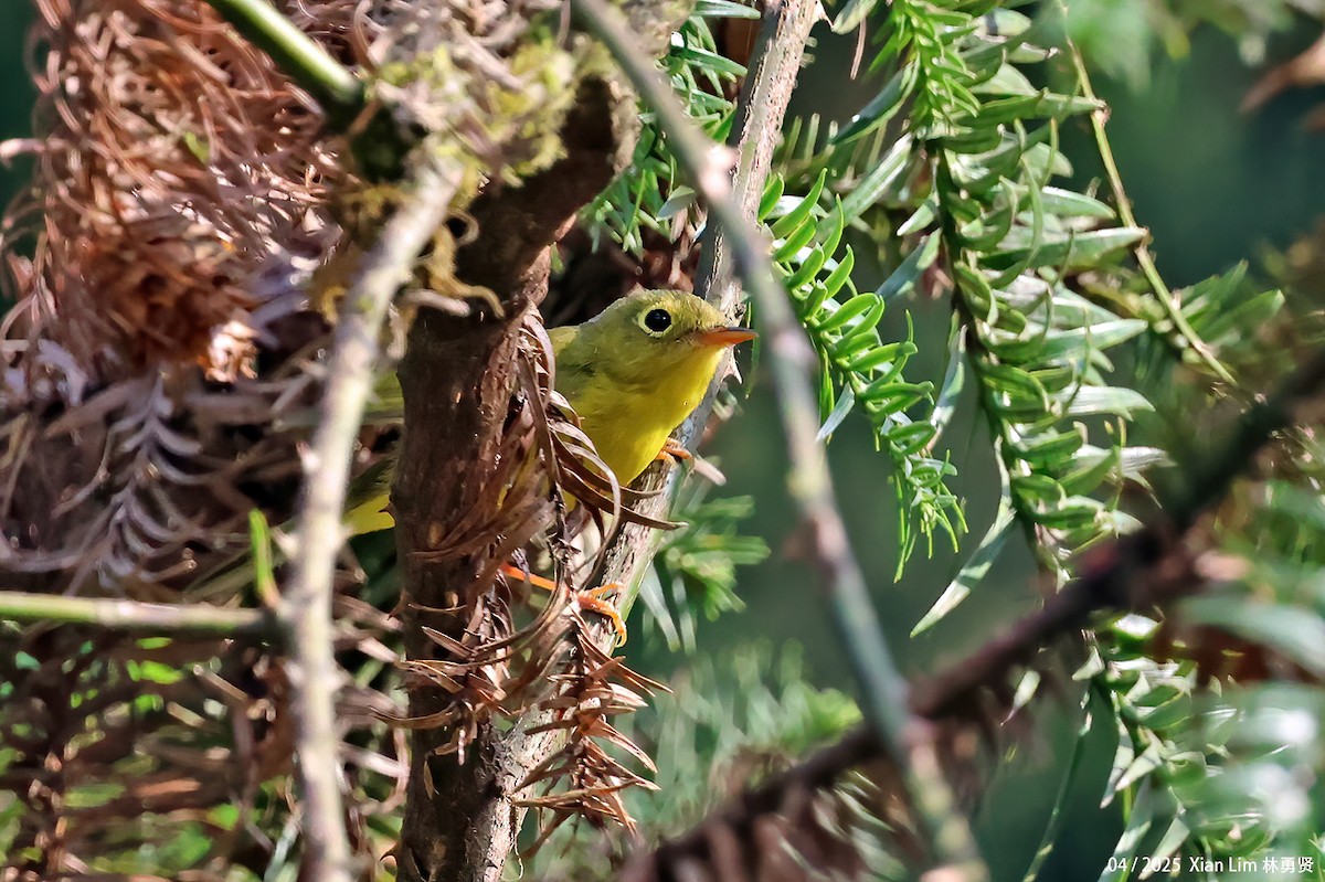 Martens's Warbler - ML634787822