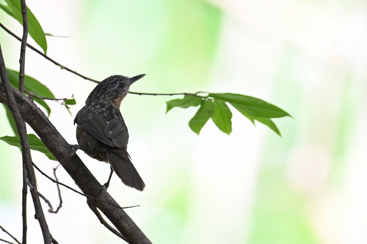 Rufous Limestone Babbler - ML634787832