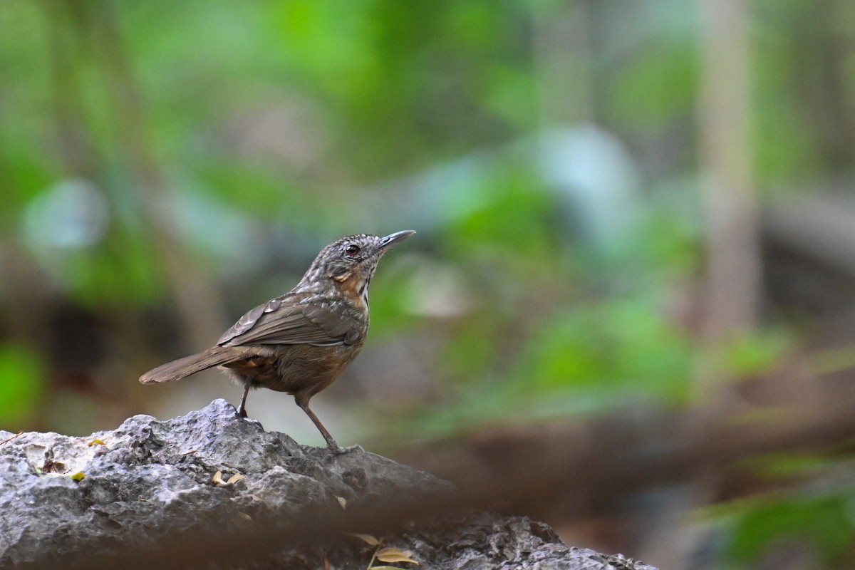 Rufous Limestone Babbler - ML634787833