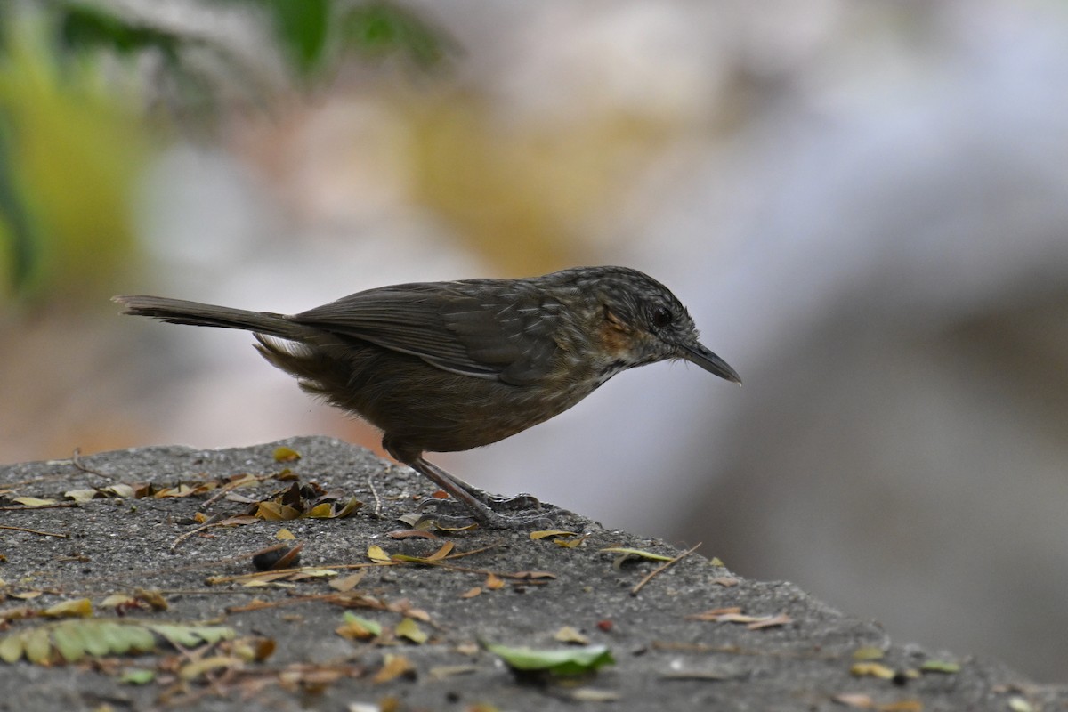 Rufous Limestone Babbler - ML634787834