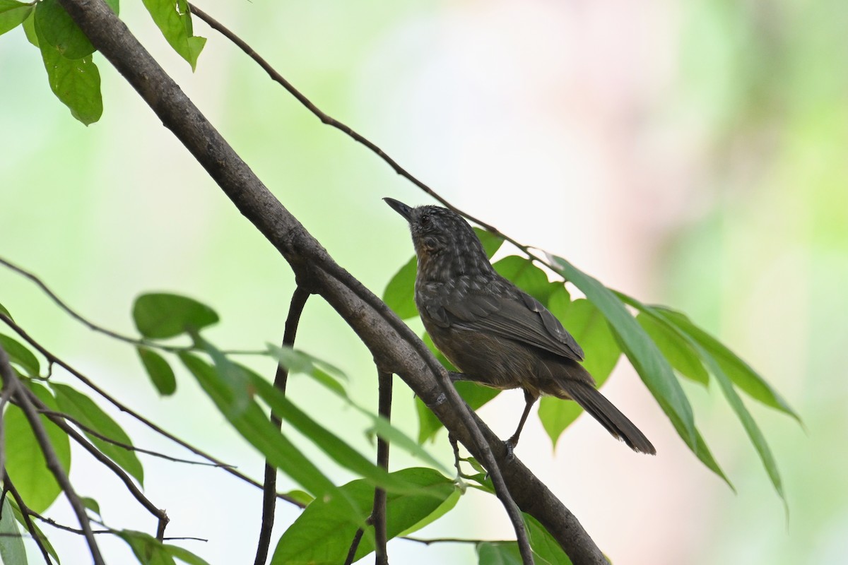 Rufous Limestone Babbler - ML634787835