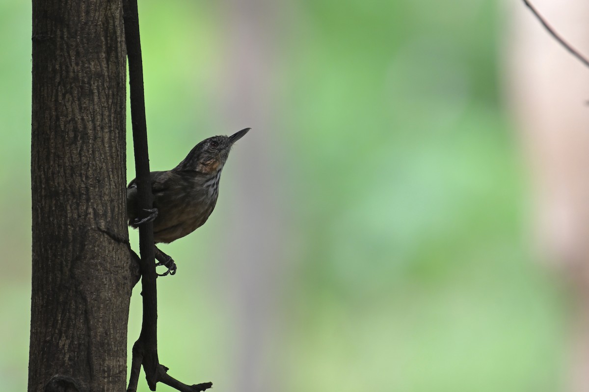 Rufous Limestone Babbler - ML634787837