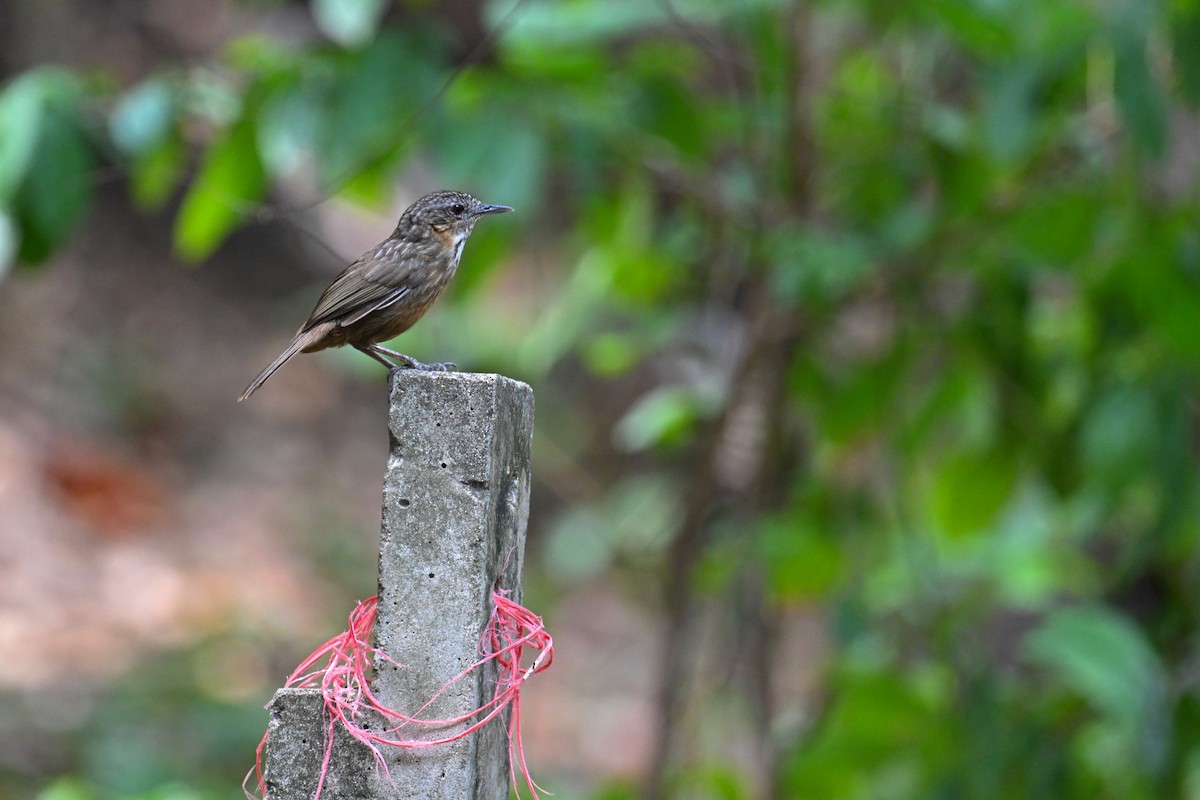 Rufous Limestone Babbler - ML634787838