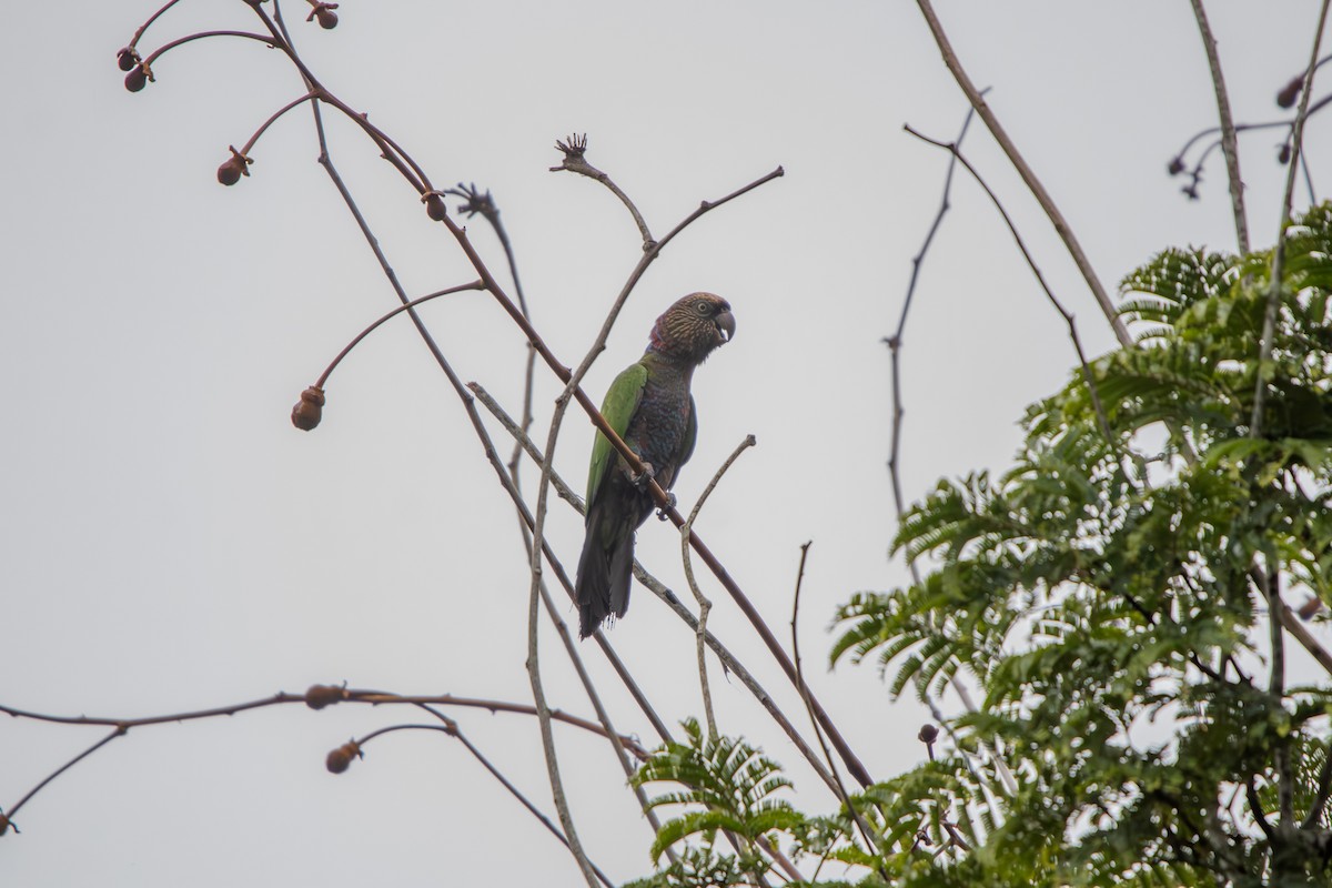 Red-fan Parrot - ML634787861