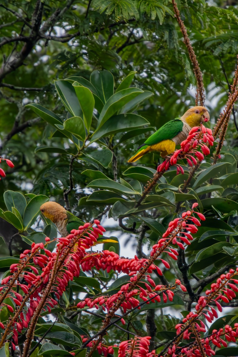 White-bellied Parrot - ML634787882