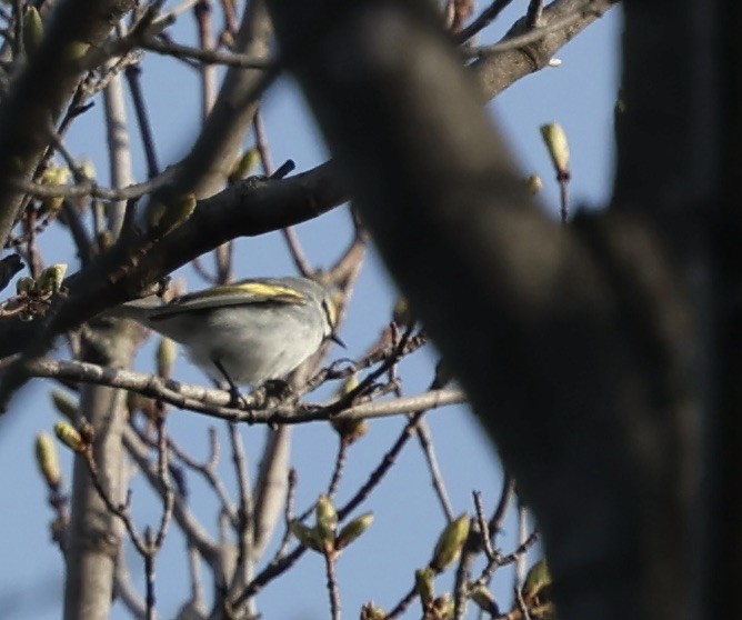 Golden-winged Warbler - ML634787909