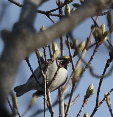 Golden-winged Warbler - ML634787910