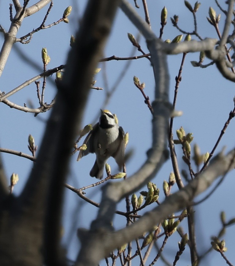 Golden-winged Warbler - ML634787911