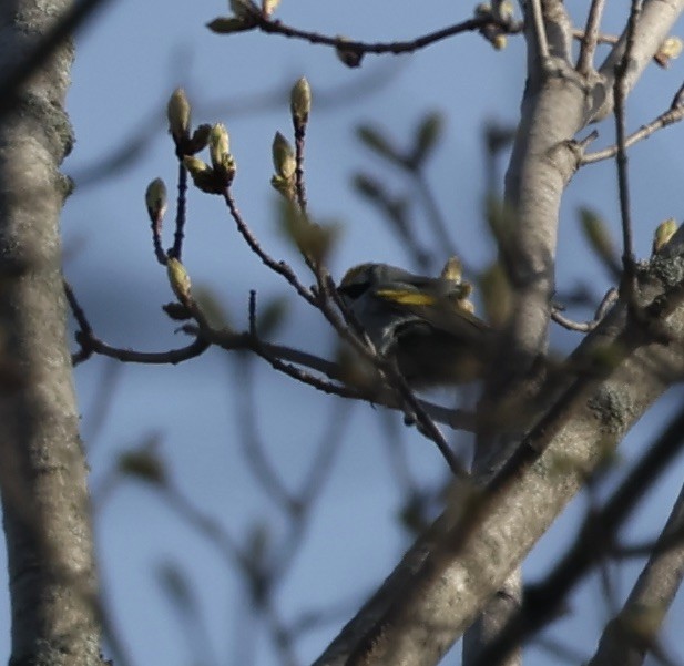 Golden-winged Warbler - ML634787912