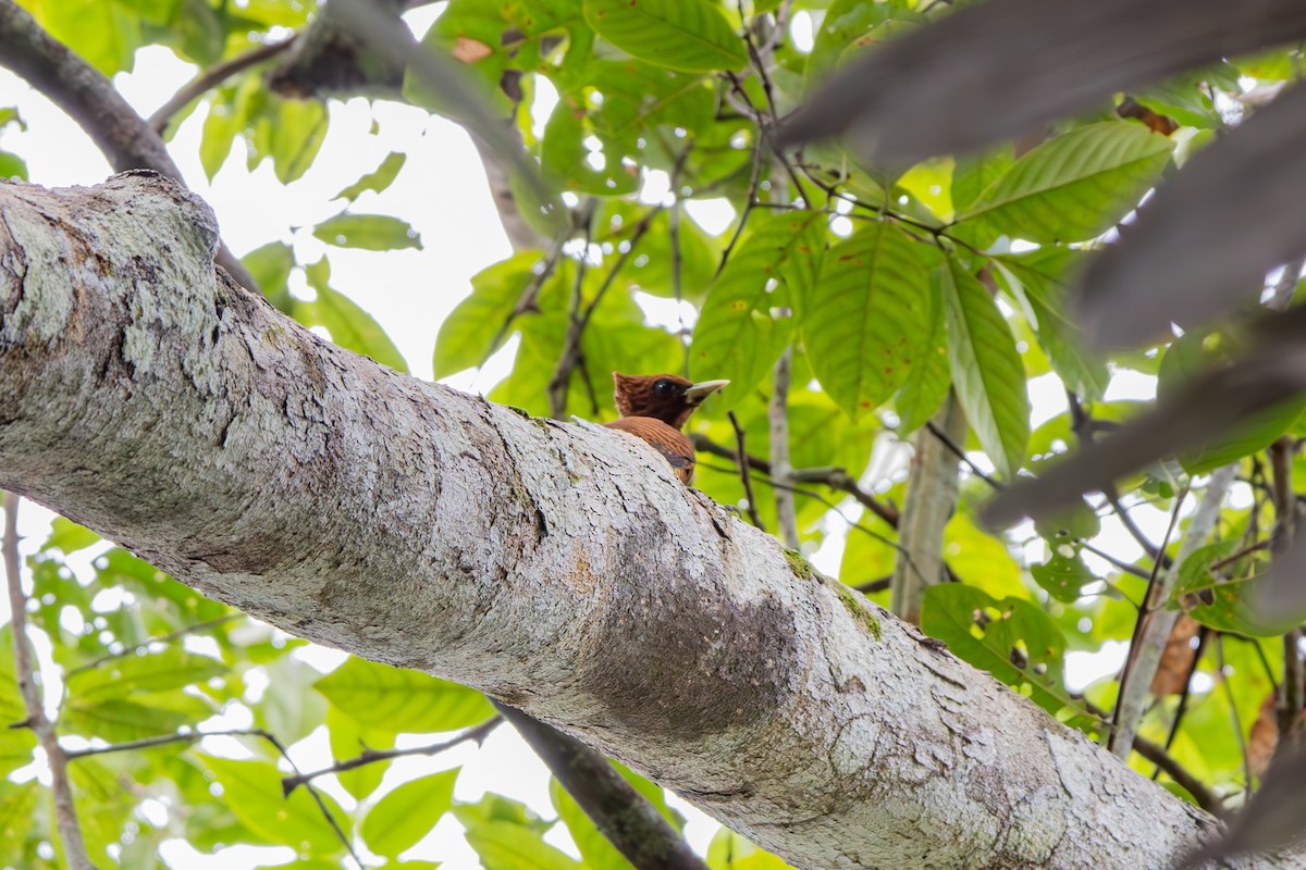 Waved Woodpecker - ML634788023