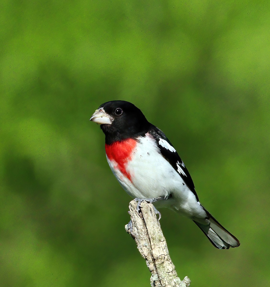 Rose-breasted Grosbeak - Gerald Teig