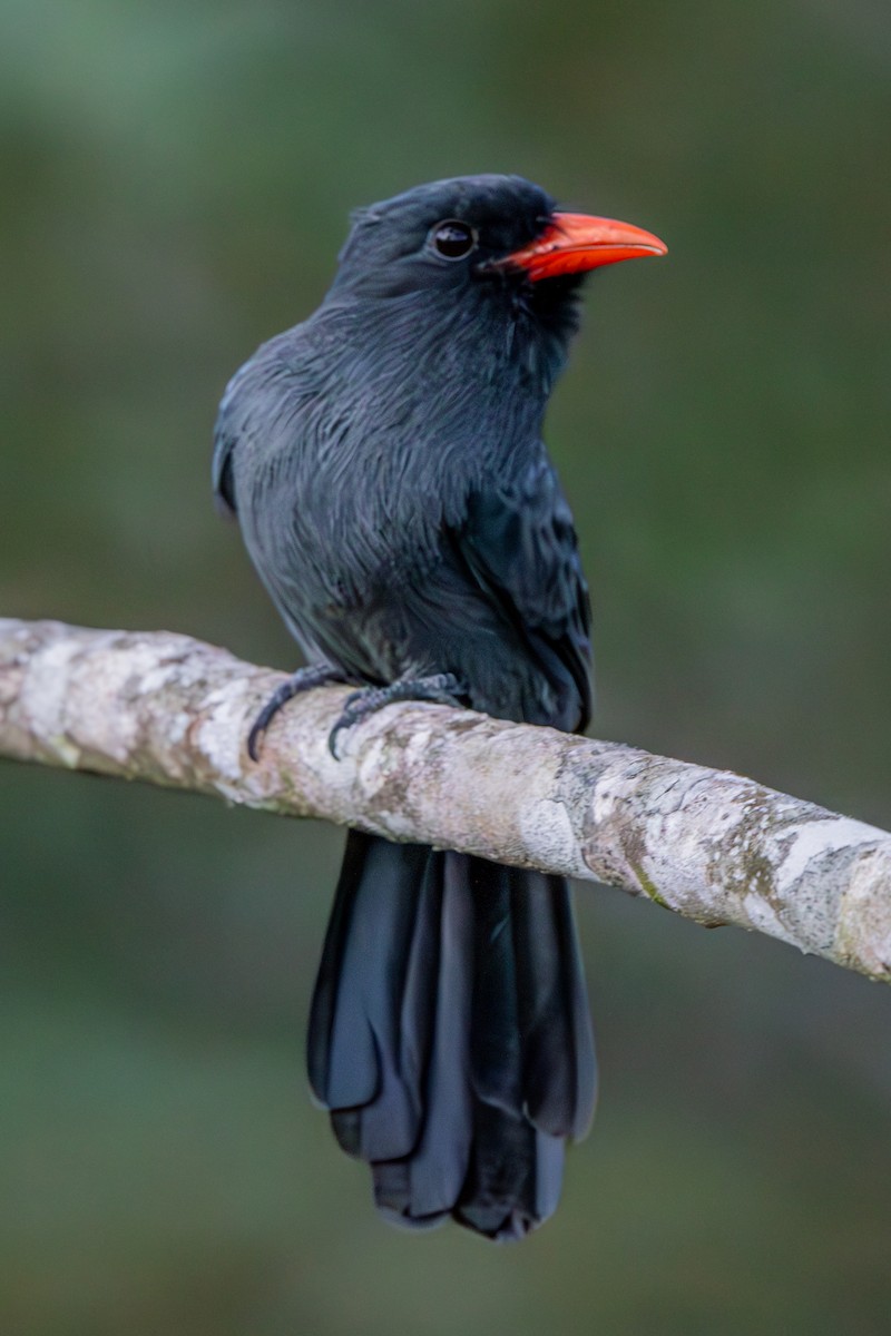 Black-fronted Nunbird - ML634788091