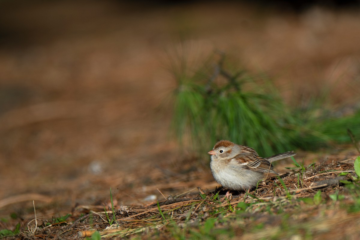 Field Sparrow - ML634788124