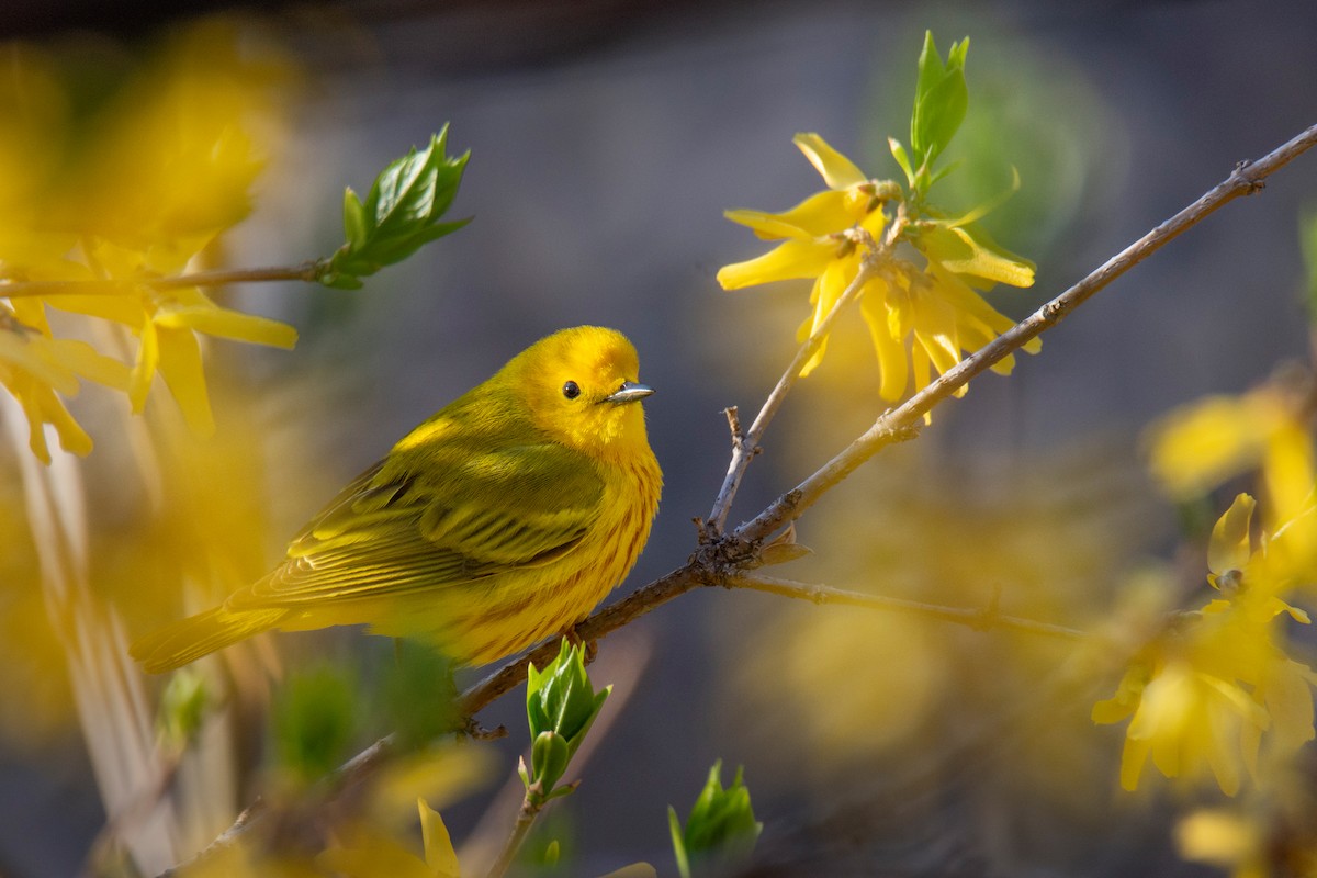 Northern Yellow Warbler - ML634788140