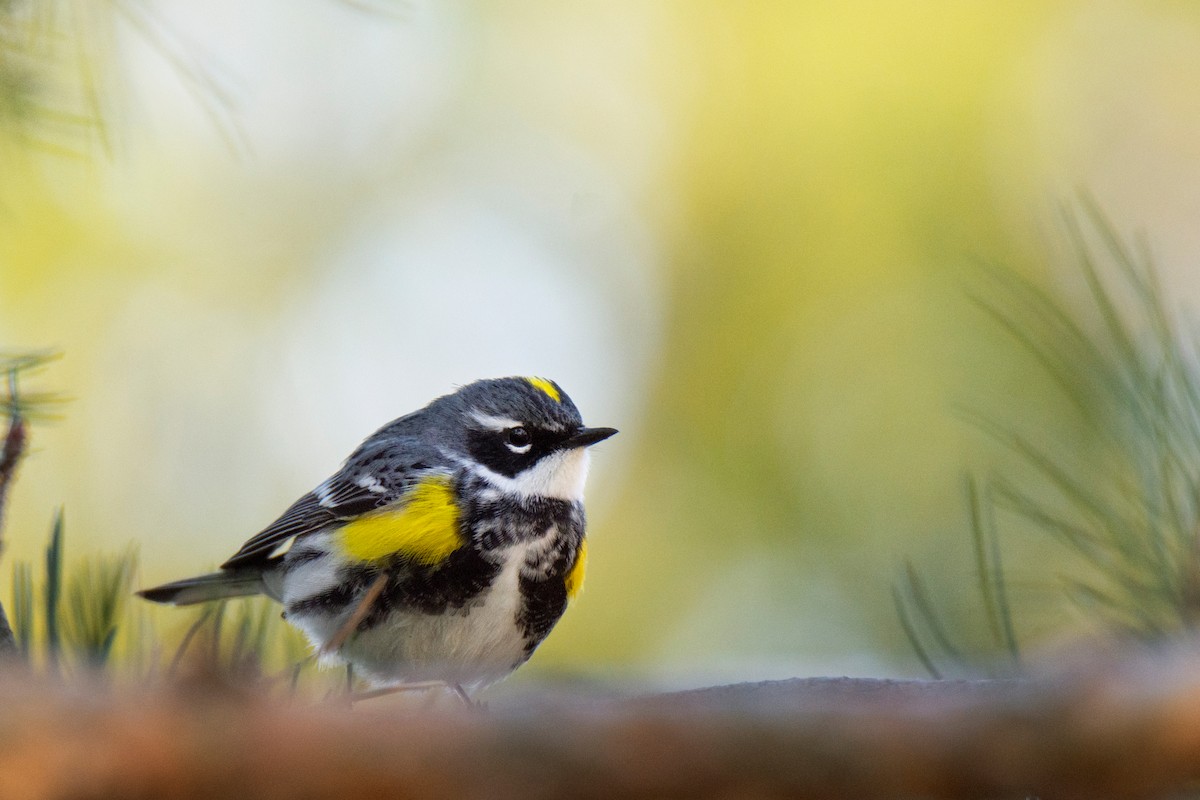 Yellow-rumped Warbler - ML634788146