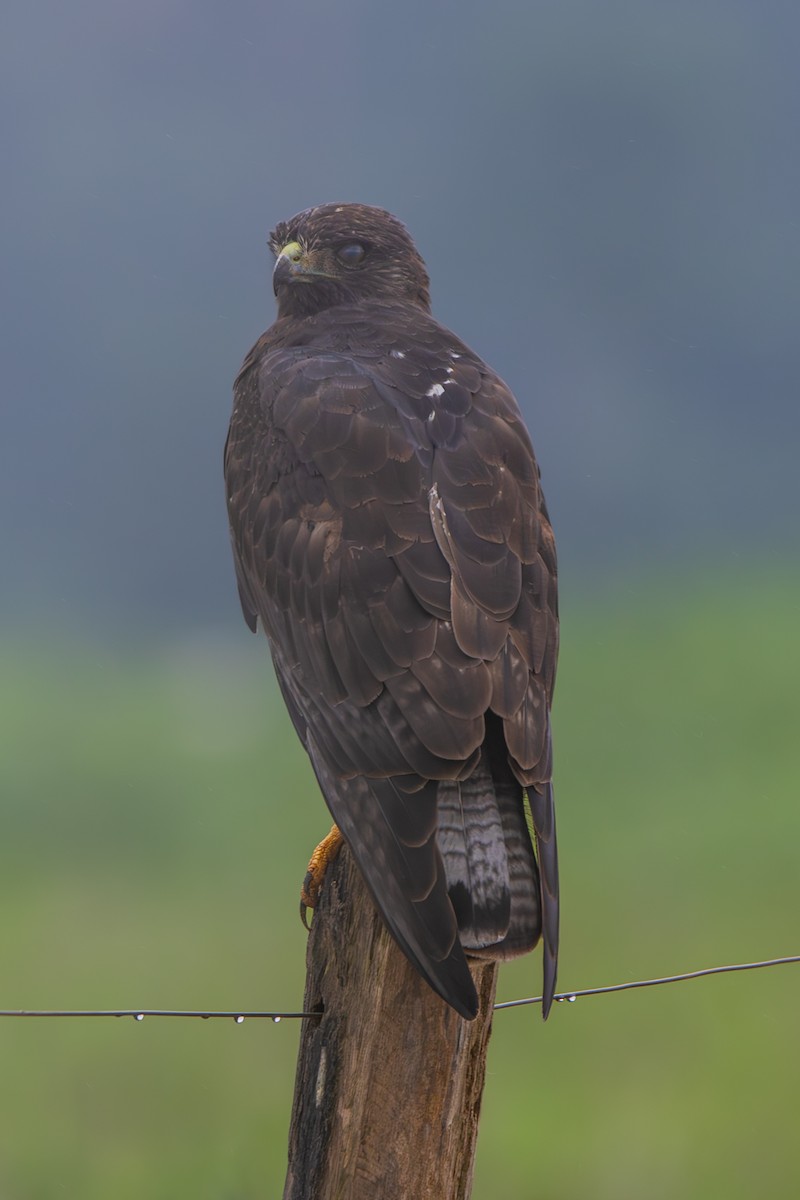 White-tailed Hawk - ML634788162