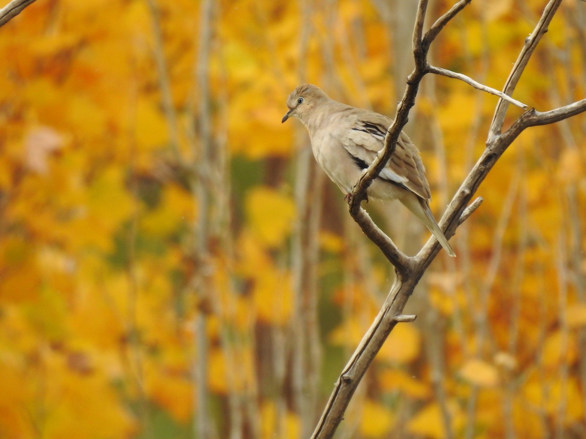 Picui Ground Dove - ML634788196