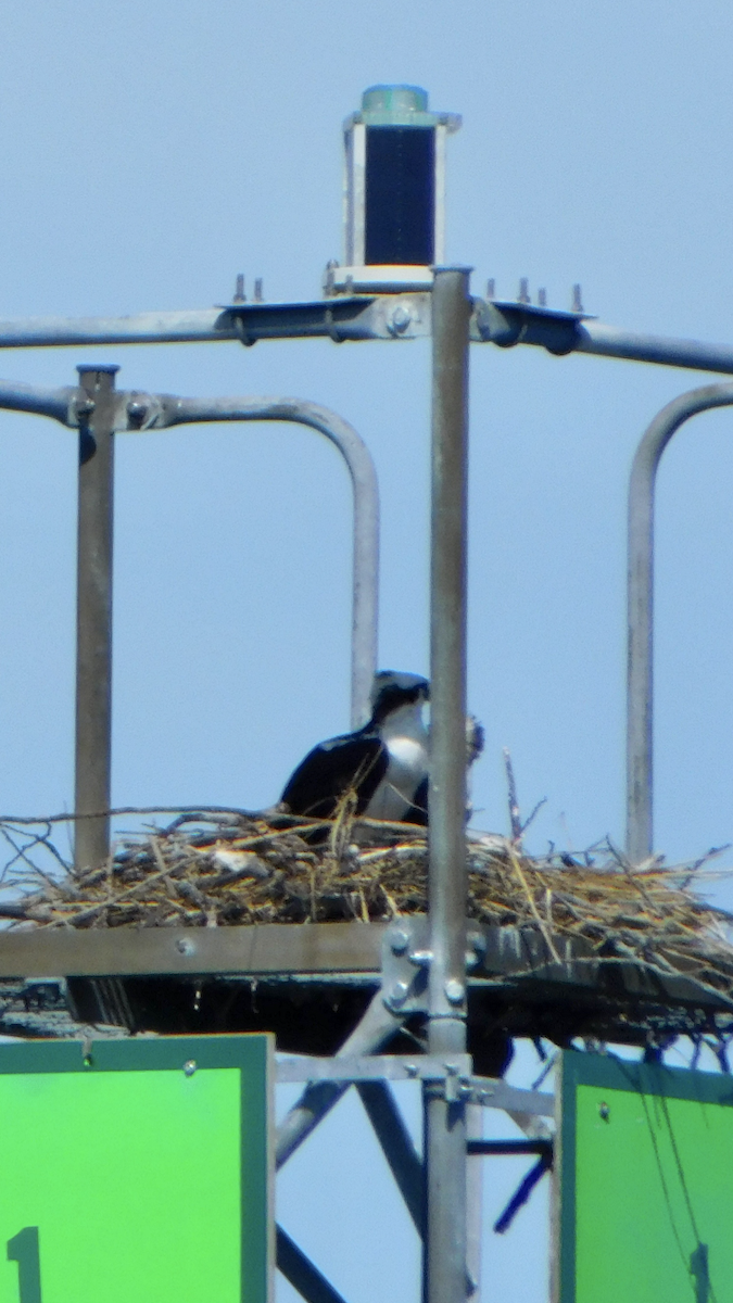 Скопа - ML634788211