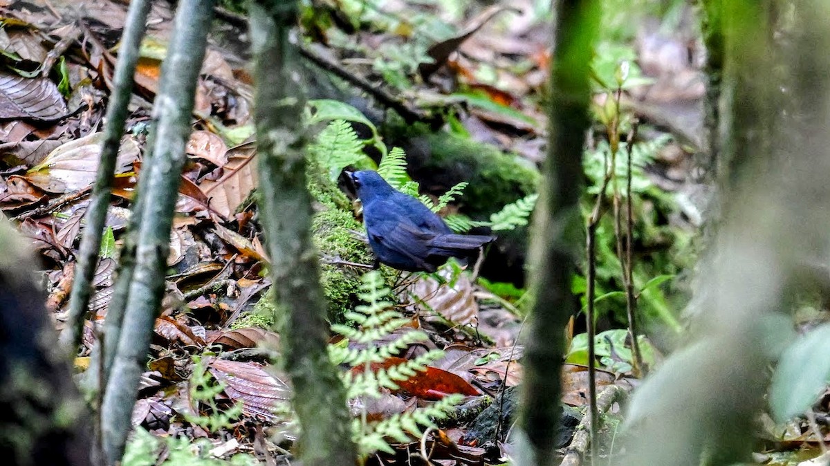 Blue-fronted Robin - ML634788235