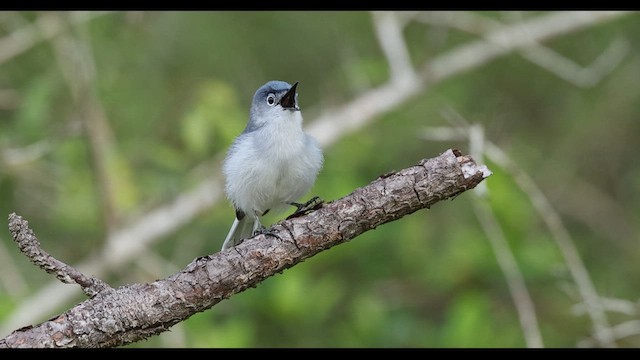Blue-gray Gnatcatcher - ML634788427