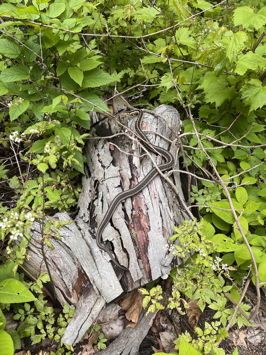 Common Garter Snake - ML634788442