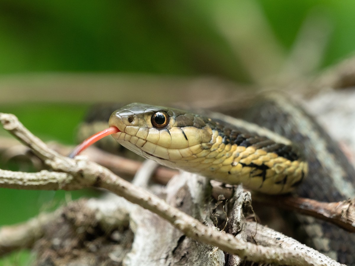 Common Garter Snake - ML634788445