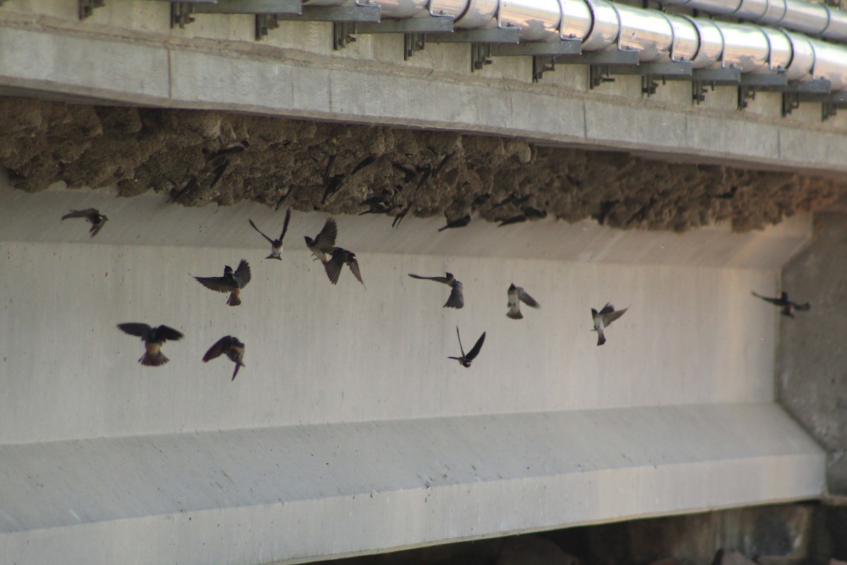 Cliff Swallow - ML634788455