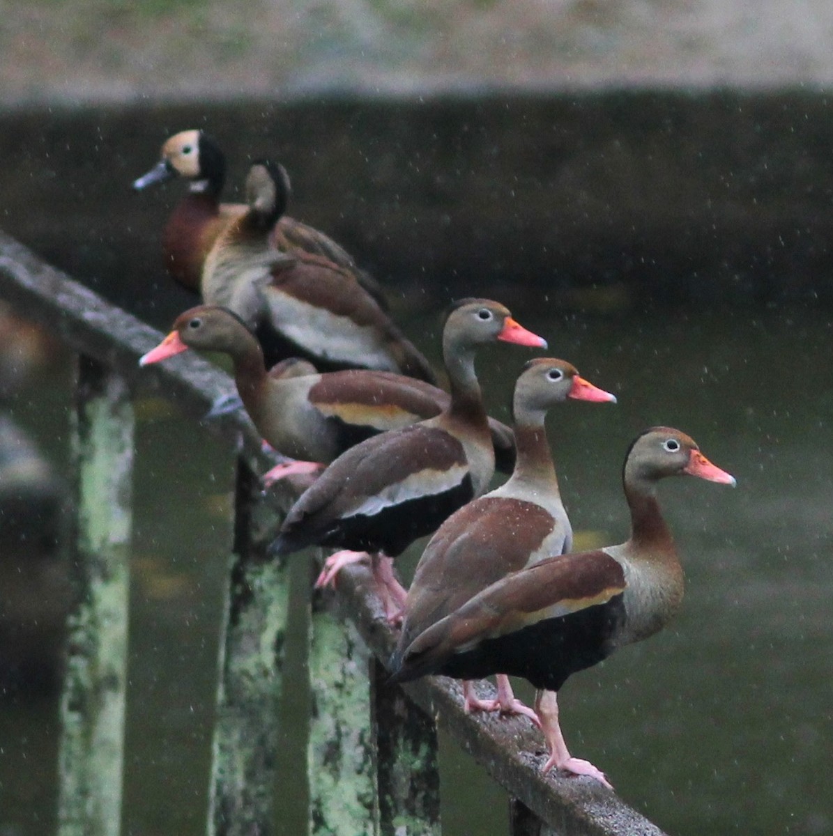 Black-bellied Whistling-Duck - ML63478861