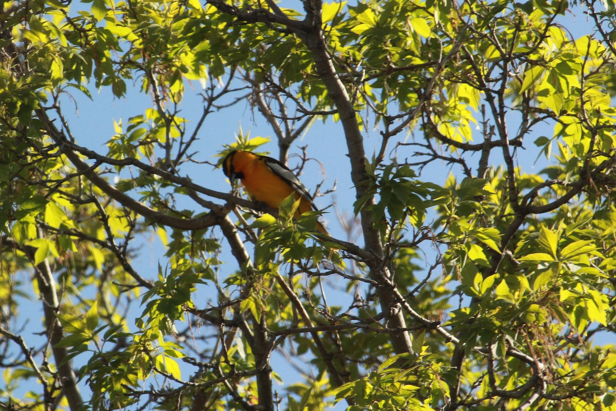 Oriole de Bullock - ML634788611