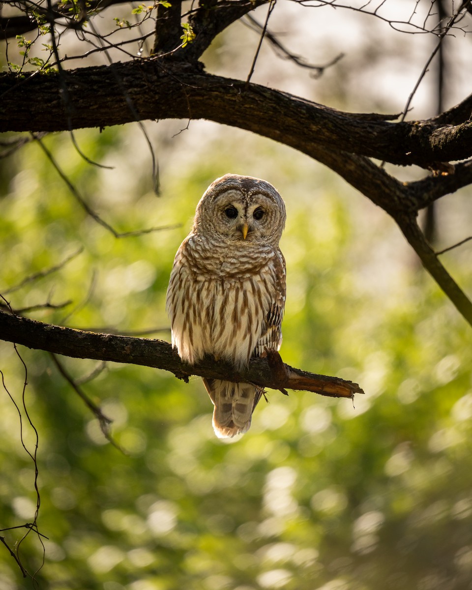 Barred Owl - ML634788617