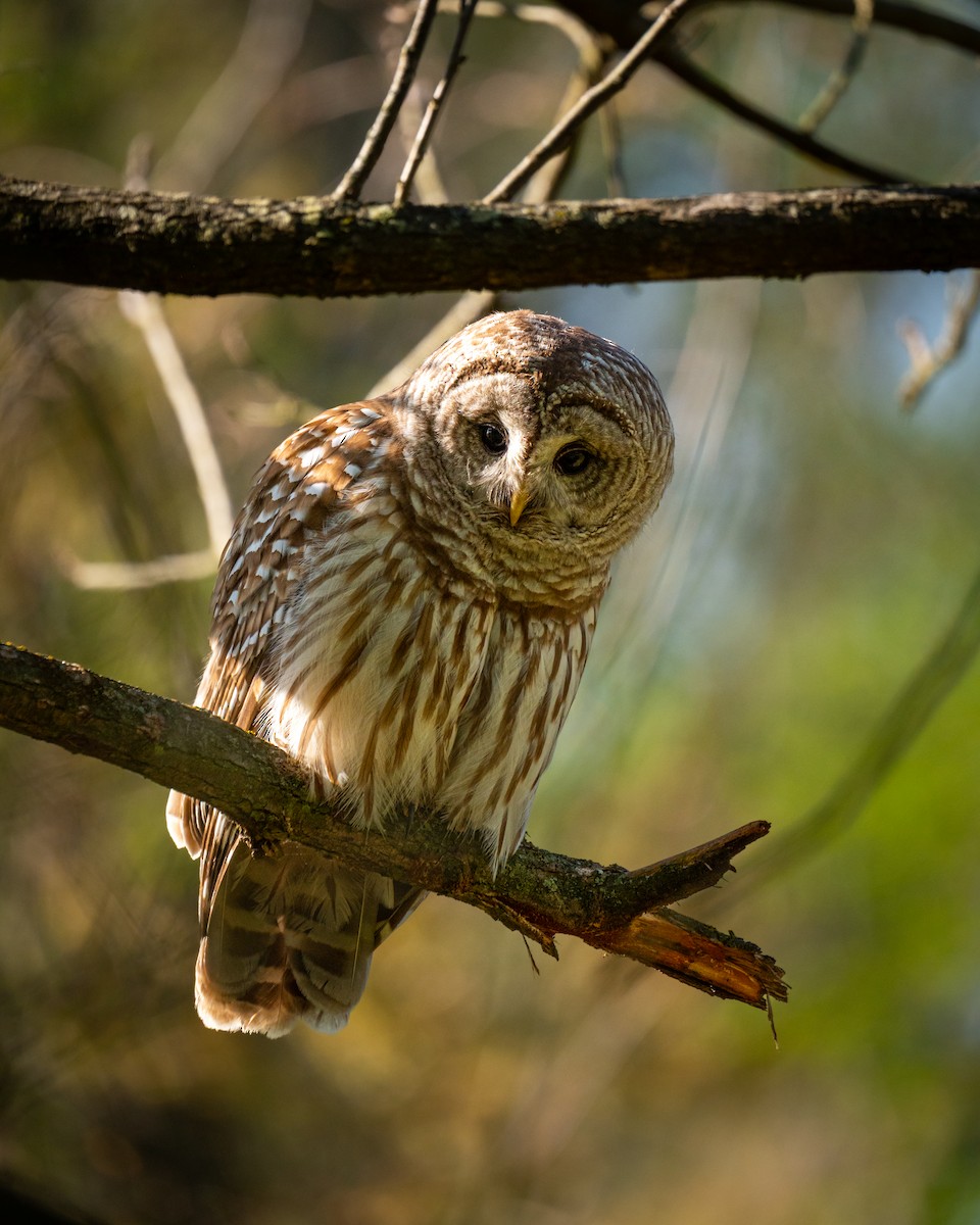 Barred Owl - ML634788619