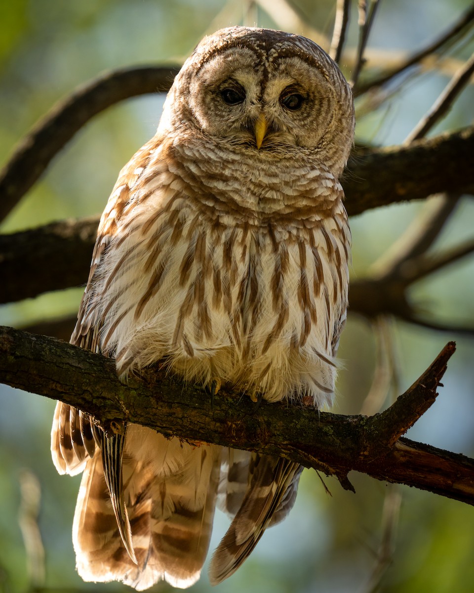 Barred Owl - ML634788620