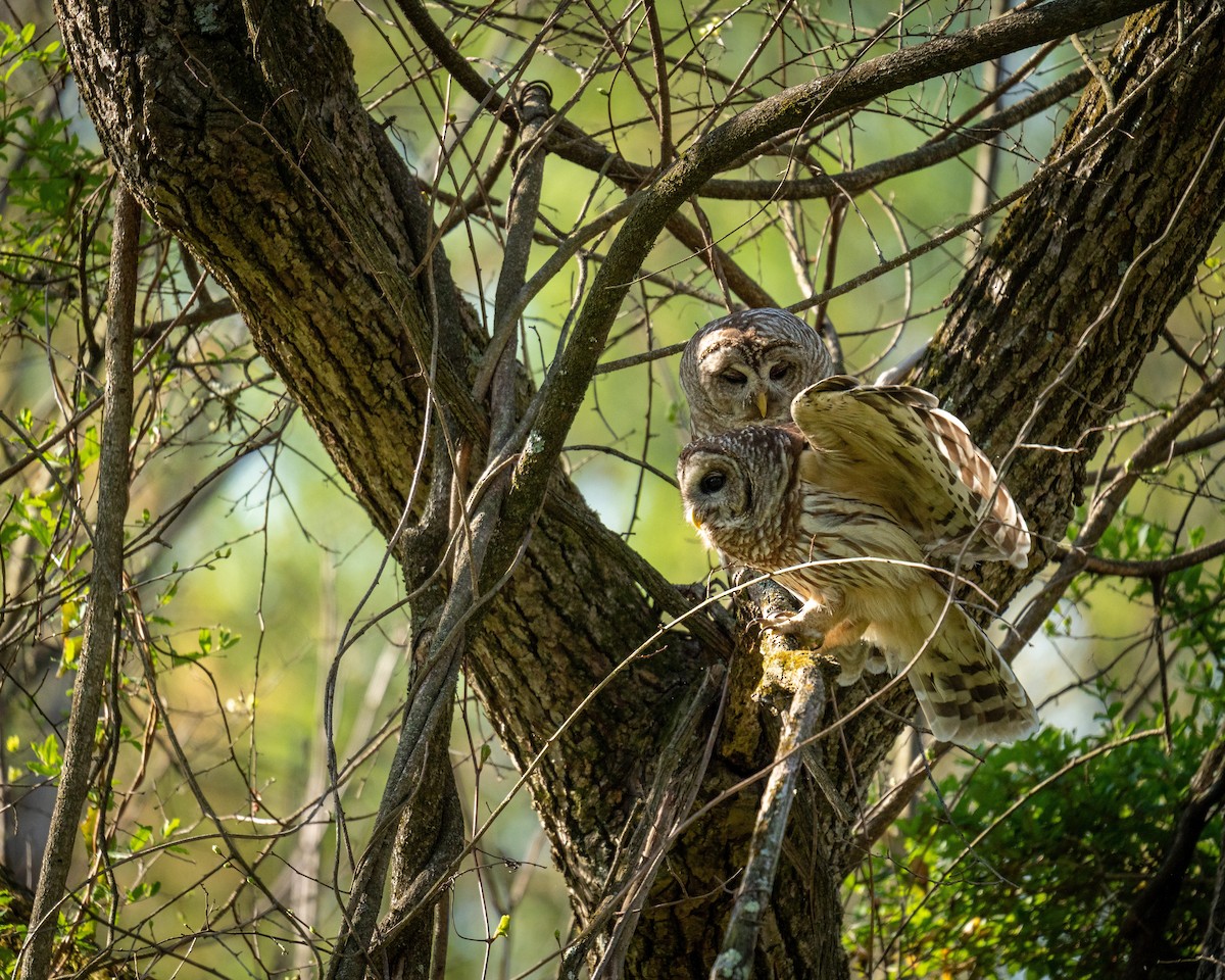 Barred Owl - ML634788649