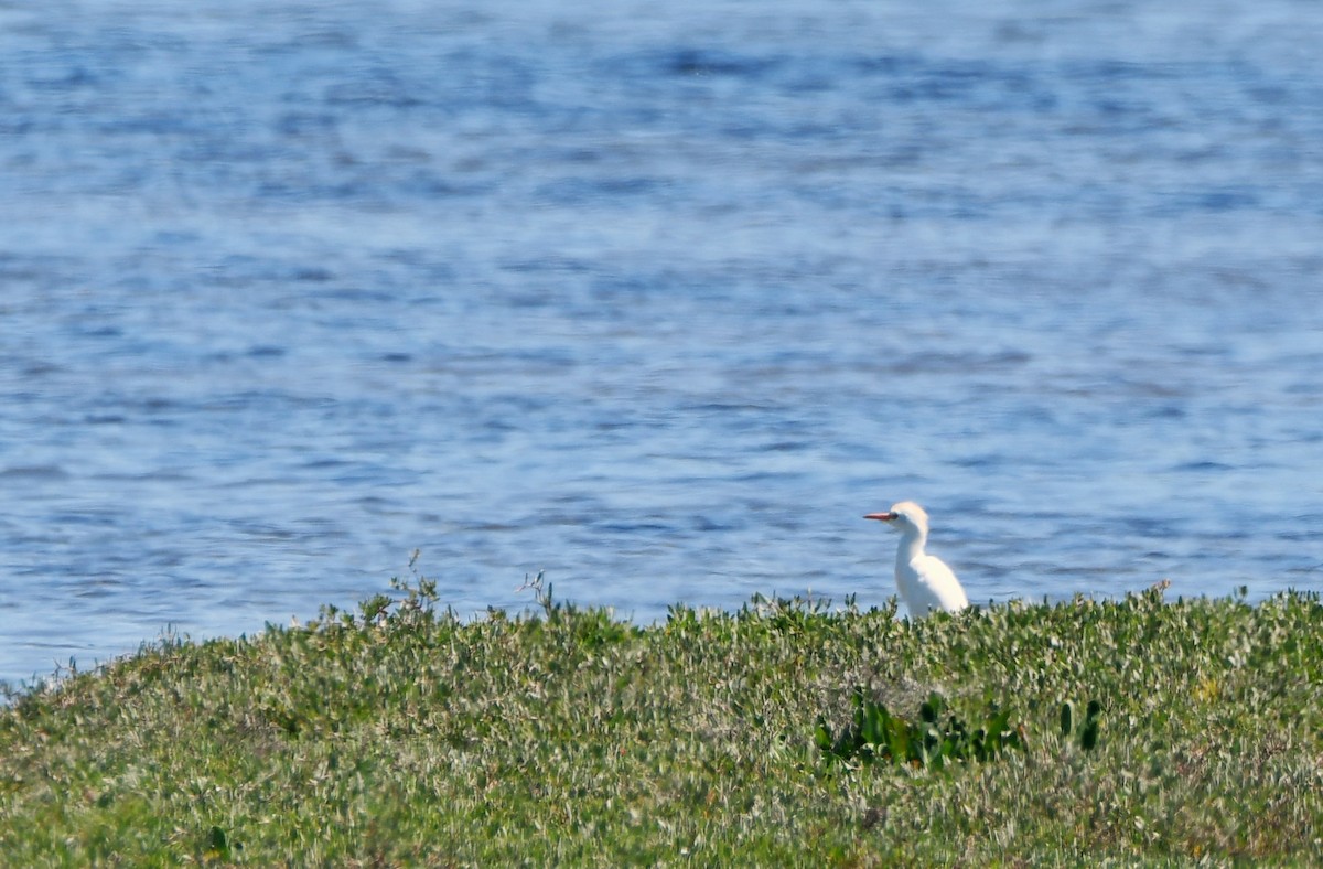 Western Cattle-Egret - ML634788805