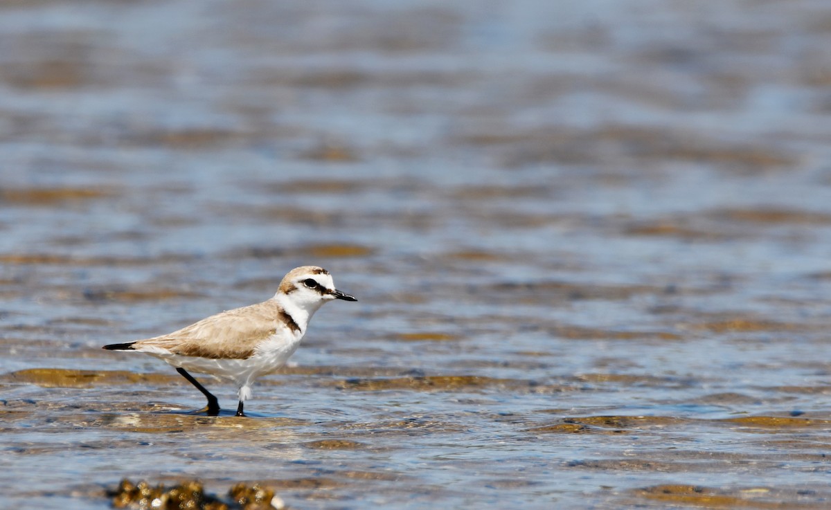 Kentish Plover - ML634788821