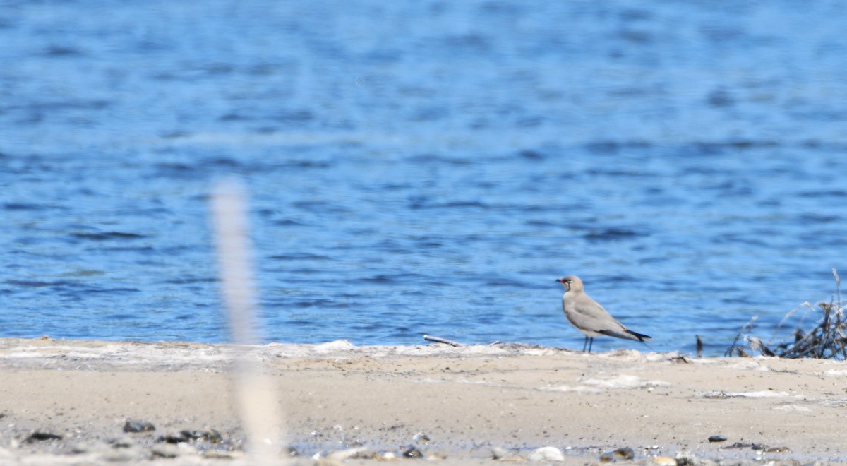 Collared Pratincole - ML634788825