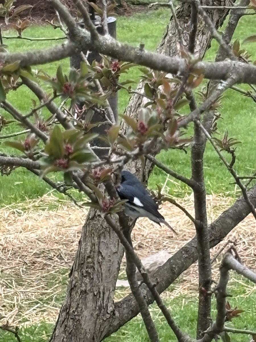 Black-throated Blue Warbler - ML634788830