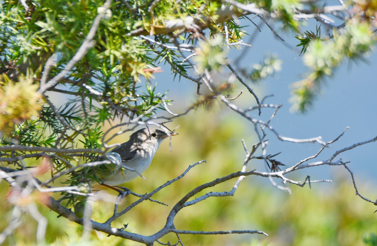 Eastern Olivaceous Warbler - ML634788848