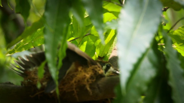 Orange-headed Thrush - ML634788901