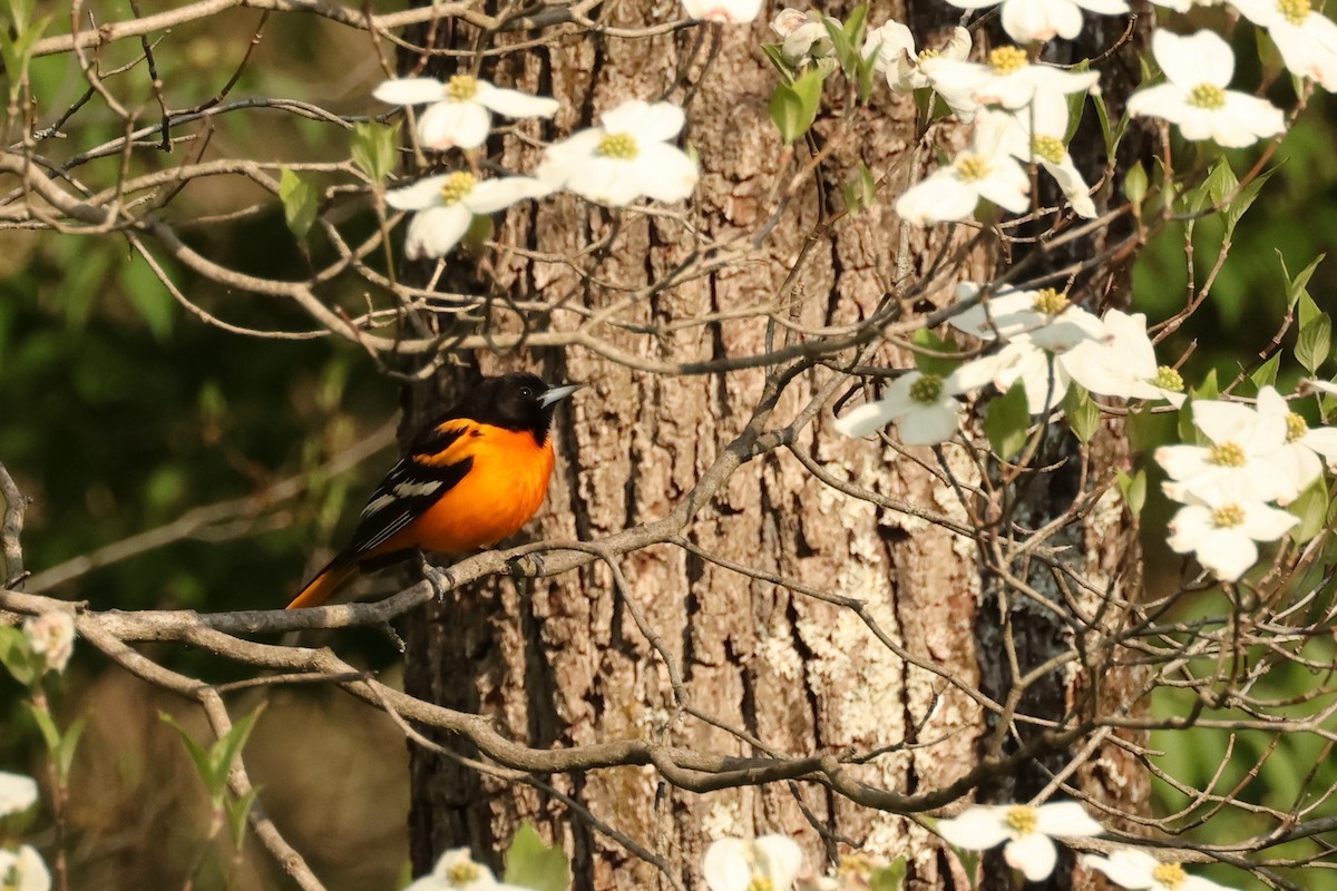 Baltimore Oriole - ML634788946