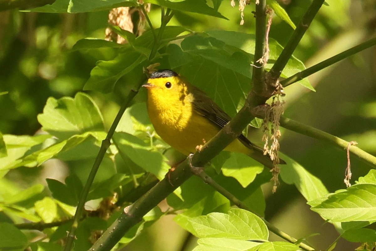 Wilson's Warbler - ML634788958