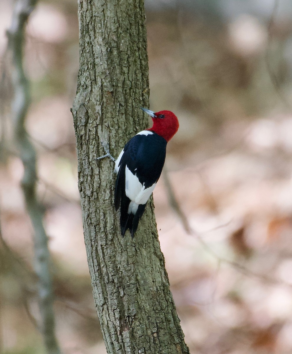 Red-headed Woodpecker - ML634788969