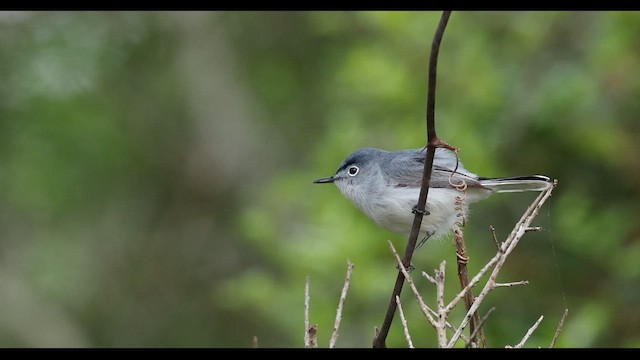 Blue-gray Gnatcatcher - ML634788975